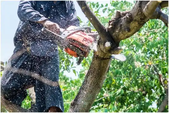 tree services North Bend